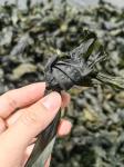 Tender Green Seaweed Kelp Knots Dry Ingredients For Various Cooking Purposes