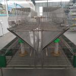 12 Mums Farm Rabbit Cage Hot Dipped Galvanized Steel Material Sliver / Green