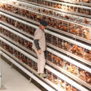 China 96-160 Birds A Type Poultry Cage Full Automatic High Rearing Efficiency factory
