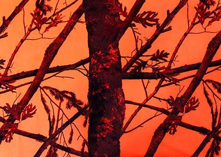 240GSM Polyester Velvet Fabric / 100 Polyester Material Outdoor Jacket Tree