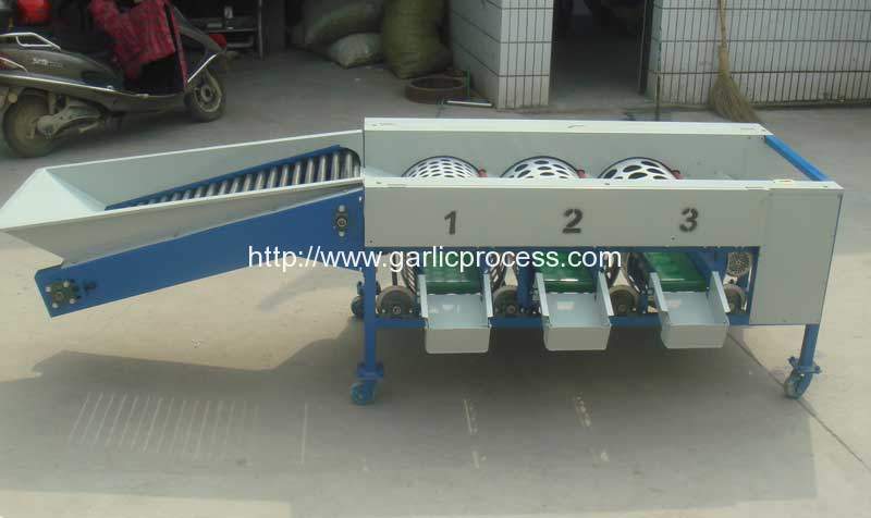 automatic-garlic-sorting-machine-for-sale