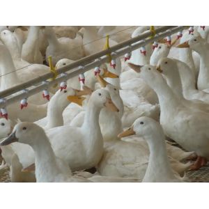 Duck Goose Automatic feed feeding pan feeder Line System for poultry house