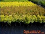 Garden Agricultural Weed Mat,Plastic Ground Cover, Weed Control Mat, pp woven