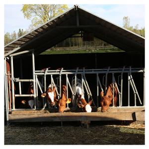 China steel pipe 0.75m/position Cattle Head Lock For Dairy Farm Feeding Treating factory