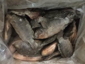 China Fresh Frozen tilapia gutted and scaled factory