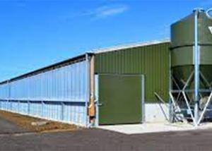 China Prefab Steel Portal Frame Structure Construction Windproof Pig House factory