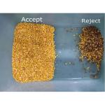 PVC PET PC Plastic Color Sorting Machine Intelligent 32 Channels
