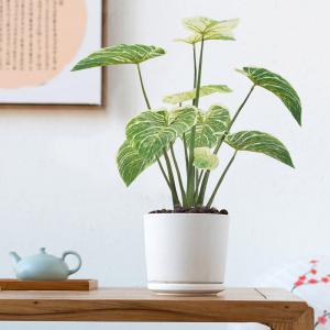 China Ornamental Eucalyptus Grass Foliage In Purple Philodendron Birkin Decoration factory