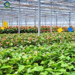 Commercial 4 Season Greenhouse Flower Planting Greenhouse UV Resistant