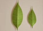 Creative Led Wall Decorative Lights Leaf Shaped Home Decor Wall Lights
