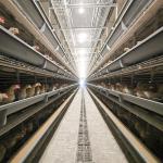 Galvanized Poultry Layer Chickens Cage For Farm Battery Cages For Poultry