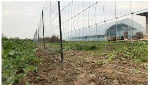 China Cattle Fence for Sports &amp; Farming: Electro Galvanized Veldspan Gate Field Fence factory