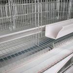 Auto Feeding Egg Laying Chicken Cages , Q235 Steel Wire Layer Bird Cage