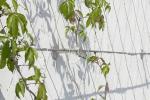 High Strength X Tend Metal Wire Rope Mesh For Recyclable Green Facadings