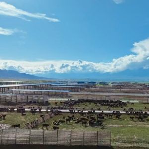 Modern Light Steel Frame Cattle Shed with Galvanized Steel Structure