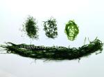 HACCP Sun-Dried 1kg Natural Green Ulva Prolifera Seaweed For Soups Broths