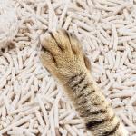Eco Friendly Green Tea Tofu Cat Litter Low Tracking