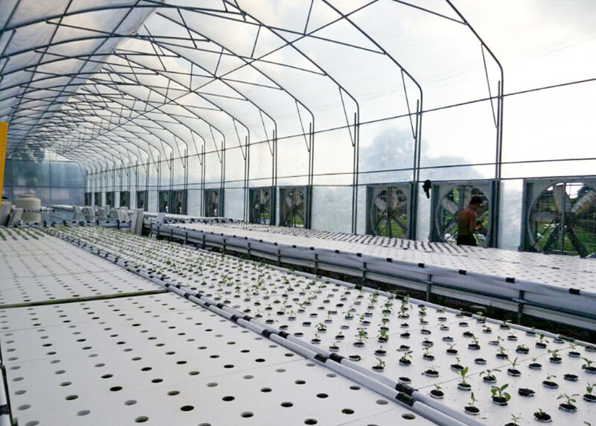 Quick Growing DWC Hydroponics System Perfect Commercial For Fast Harvest Vegetables