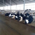 Lanjing Prefabricated Steel Structure Farm House , Modern Metal Livestock