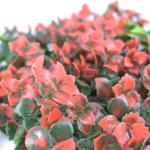 Auspicious Grass Artificial Plant Background Wall 100*100CM Anti UV For