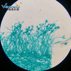 China Professional Reliable Prepared Microscope Slides Botany Slides 30pcs factory