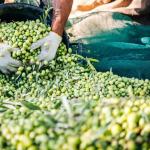 Olive Nets, Olive Harvest Nets for Sale