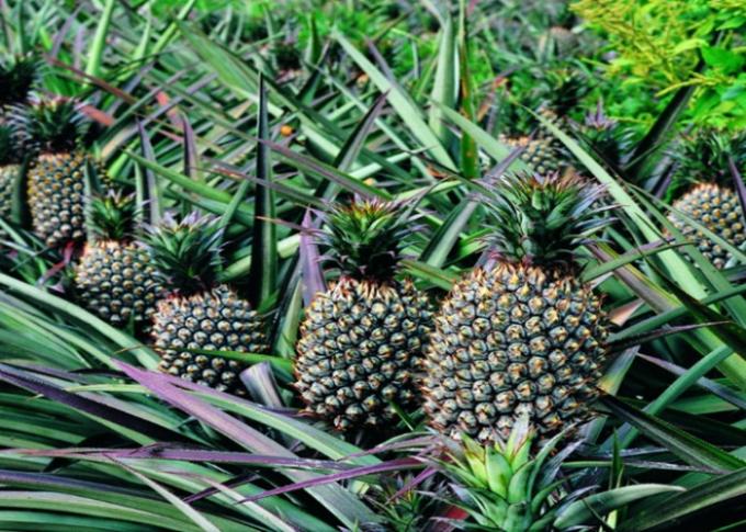 Chelated Calcium Boron Foliar Fertilizer For Rice , Banana Foliar Fertilizer 3