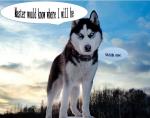 Multi-Fuction Diy Pet GPS Tracker GPS Tracking Collar For Dog Cat/GPS Pet