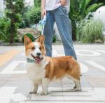 Nylon Pet Traction Rope Automatic Retractable Pet Leash Outdoor Walking 3m 5m