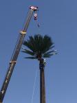 40m Grd Monopole Pine Tree Tower Camouflaged