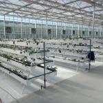 Water Production Agricultural Greenhouse Manufacturer Growing Hydroponic System