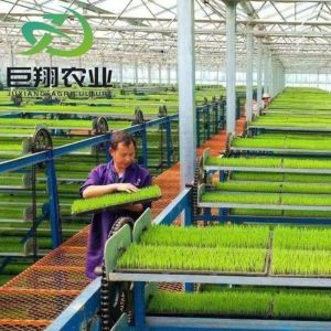 Double Layer Hydroponic System High Tunnel Film Greenhouse with Customization