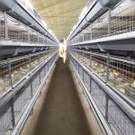 H Type Frame 4 Tiers Meat Chicken Broiler Cage 136 Birds