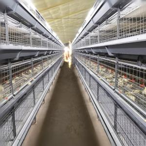 China Durable H Frame Broiler Chicken Cage Automatic Hopper Trolley Feeding factory