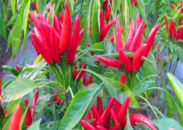 8000SHU Mexico Red Dried Guajillo Chili Peppers Pungent Flavor 1% Broken Rate
