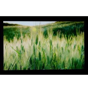 10.1" LCM 1024×600RGB 350cd/m² LQ101W3LG01 Sharp TFT LCD Display