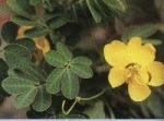 Quercetin Extract 98%