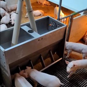 China Plastic Floor Livestock Farming Nursery Cage Stainless Steel 304 Feeder factory