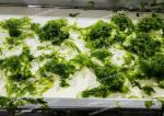 10kg Aonori Seaweed Ulva Dried Nori Seaweed Customizable Packaging And Size