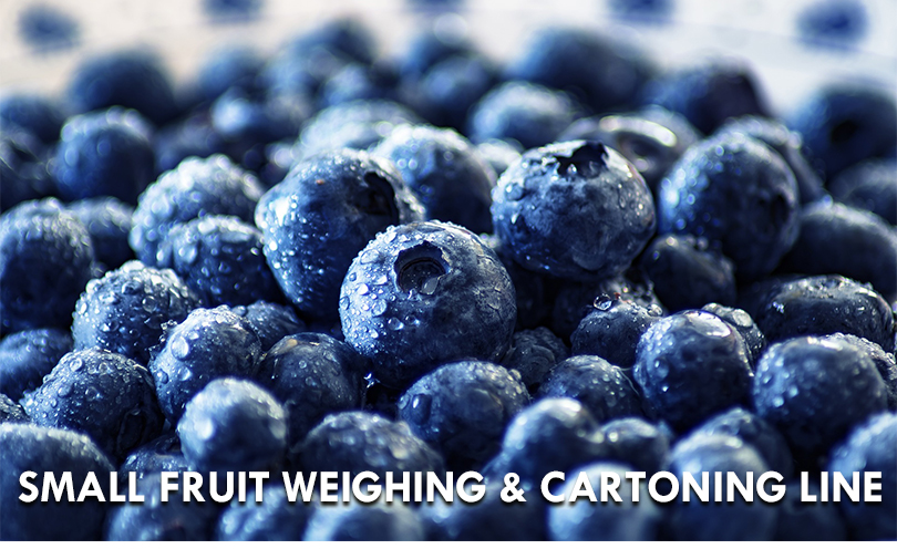 Automatic Fruit Packing Machine Apple Cherry Tomato Canning Packing Kumquat Tray Packaging Machine
