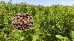 Brown Perilla Seed Eco Friendly Agricultural Products As Traditional Condiment