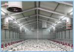 Bolt Galvanized / Roof Chicken Poultry House , 3D Free Design Commercial Poultry