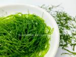 HACCP Sun-Dried 1kg Natural Green Ulva Prolifera Seaweed For Soups Broths