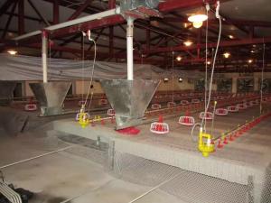 China CE Certification Chicken Poultry Equipment Easy Installation factory