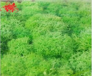 China Soft Touch Preserved Moss Real Fresh Moss For Wall Decoration factory
