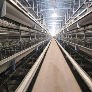 China Automatic Broiler Equipment For Chicken House, Certified Under SONCAP, 380V 50HZ factory