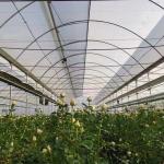 150-200micro Plastic Film Greenhouse Four Seasons With Whole System Flowers