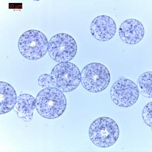 China Agrose Protein G Magnetic Beads For Protein Purification 30 μm 500 mL factory