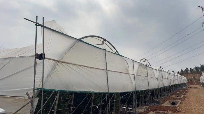 Multi-Span Structure Greenhouse Commercial Modern Bluberry Hoop Green House With Film Covering