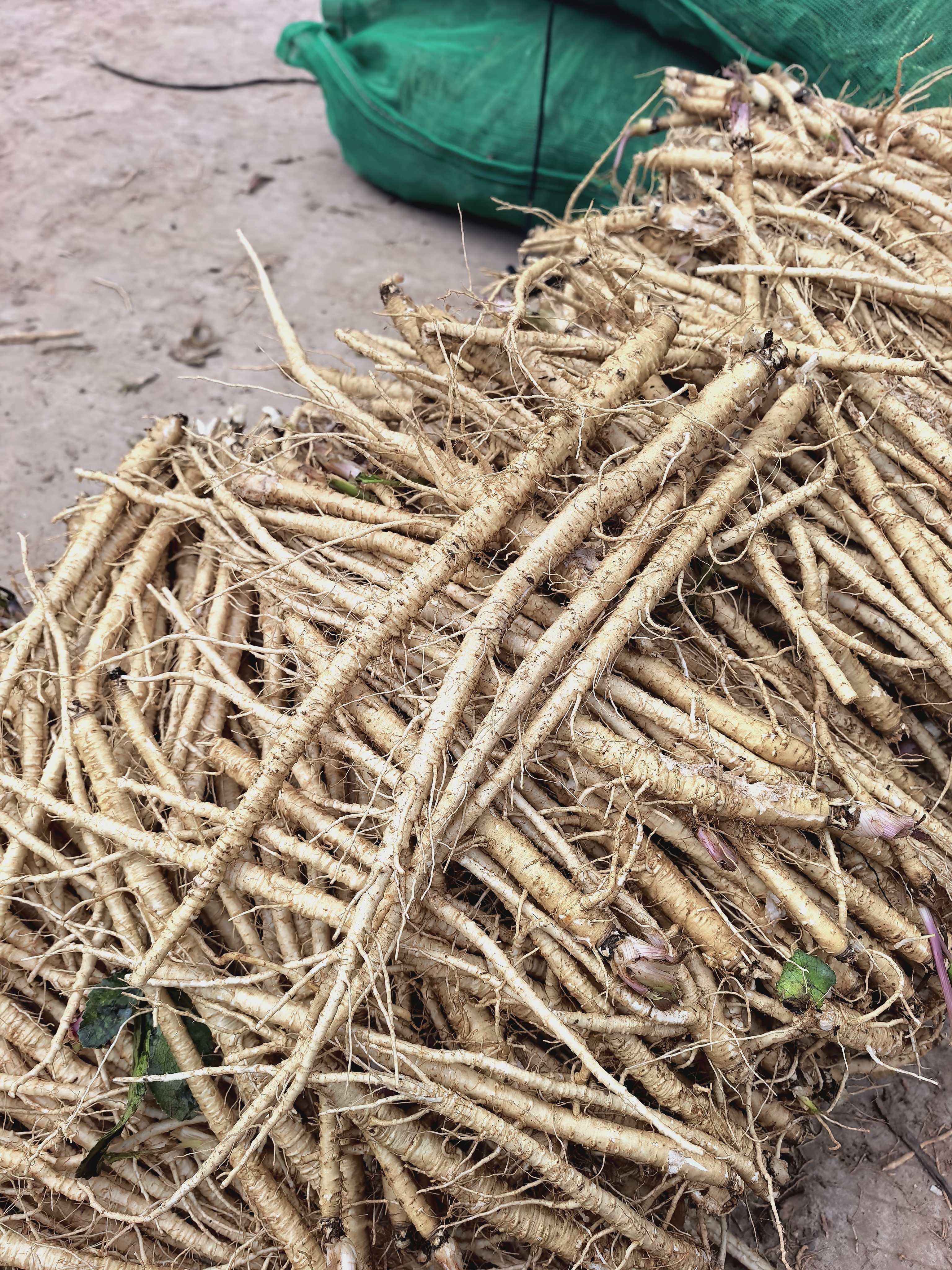 Natural Cultivation Adenophora Root China Herbs Adenophora Stricta Miq